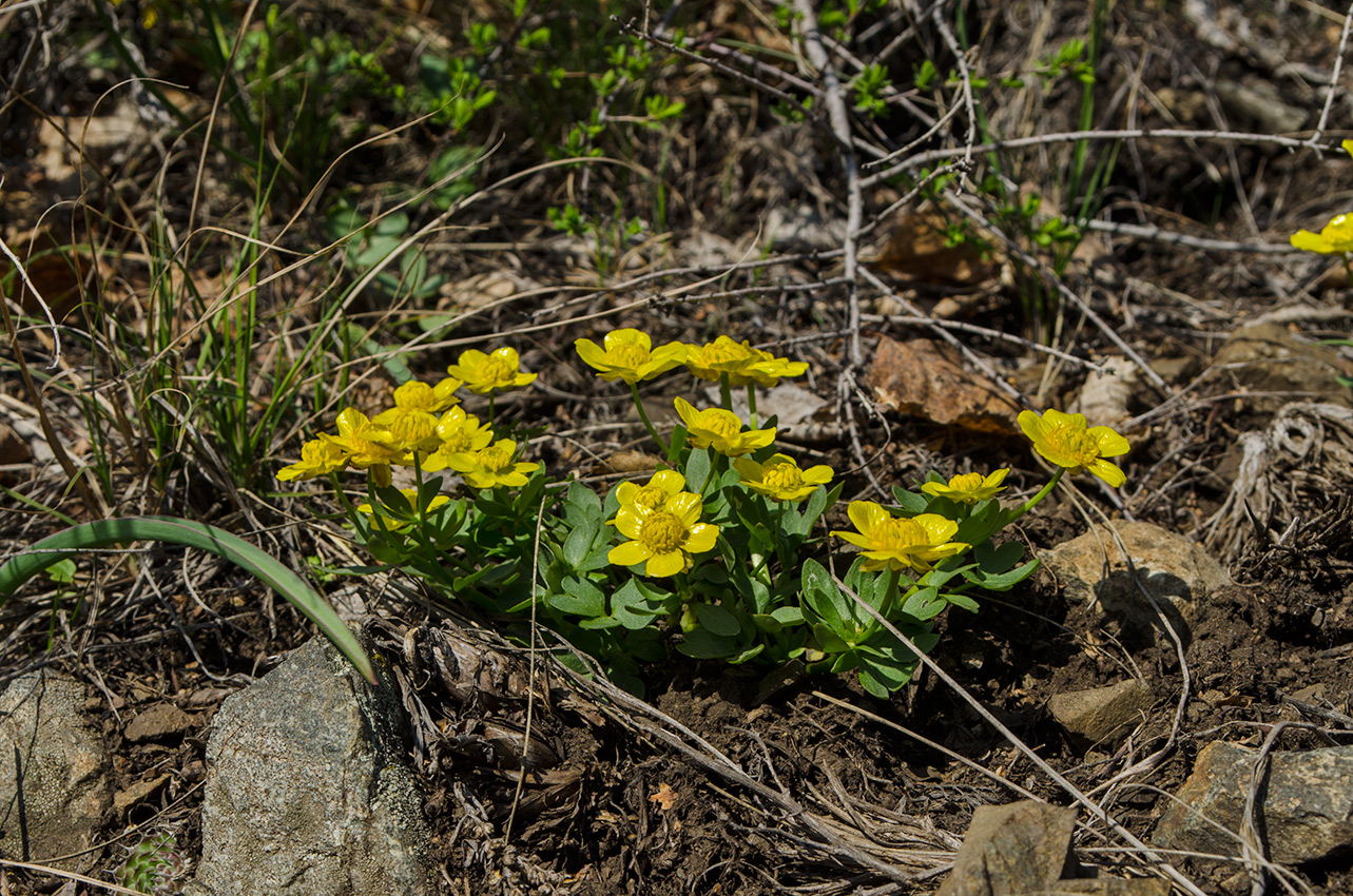 Изображение особи Ranunculus polyrhizos.