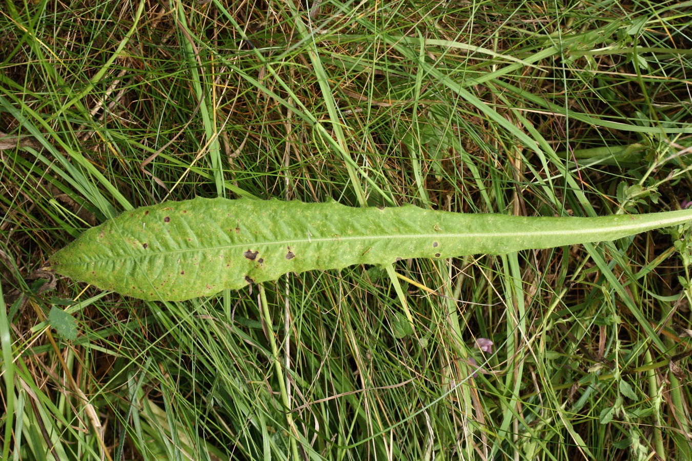 Image of Picris hieracioides specimen.