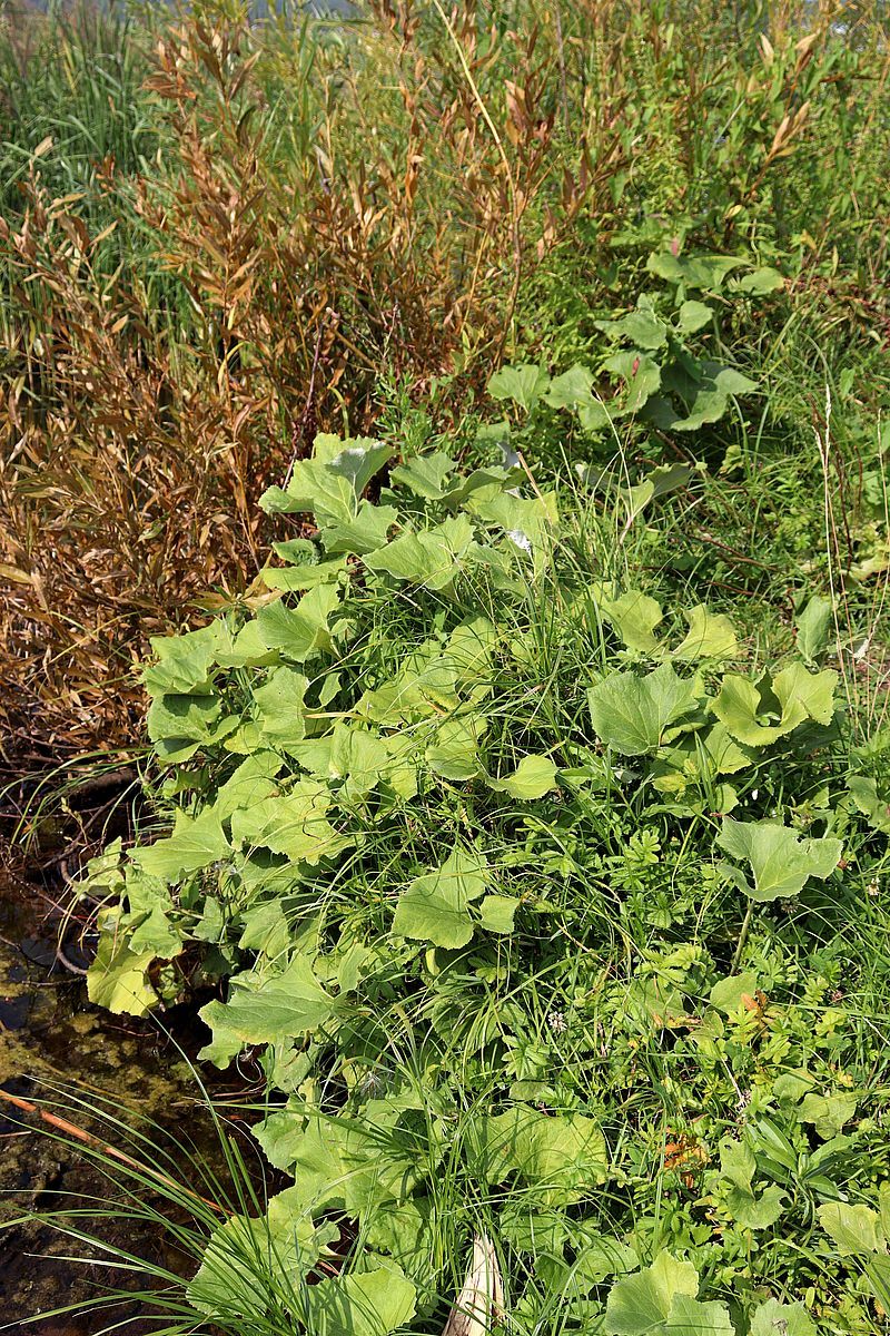 Image of Petasites spurius specimen.