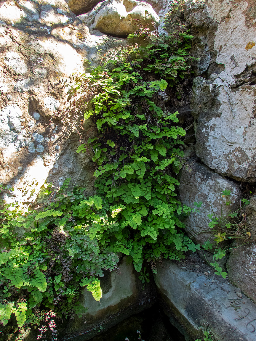 Image of Adiantum capillus-veneris specimen.