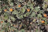 Crataegus orientalis. Фрагмент растения с плодами. Республика Крым, Алуштинский р-н, окр. с. Малореченское, горный склон, редколесье. 04.09.2021.