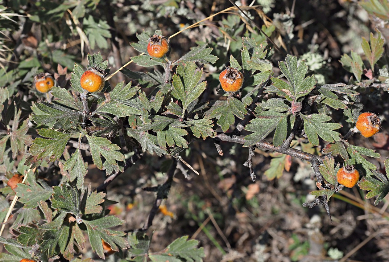 Изображение особи Crataegus orientalis.