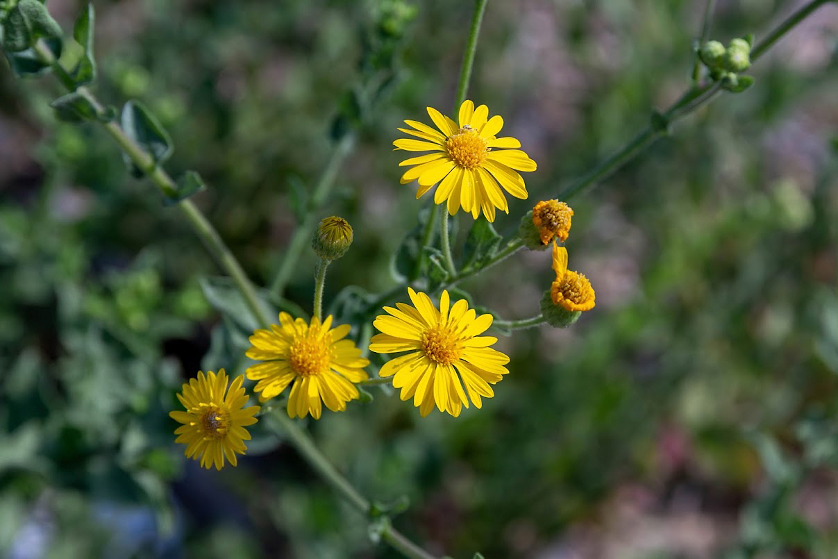 Image of Heterotheca subaxillaris specimen.