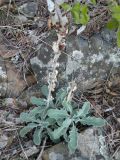 Fibigia clypeata. Плодоносящее растение. Южный Берег Крыма, гора Аю-Даг. 12.10.2010.