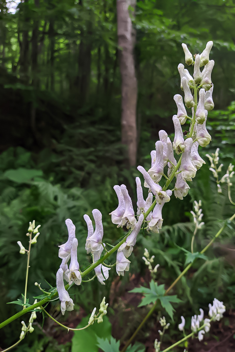 Изображение особи Aconitum orientale.