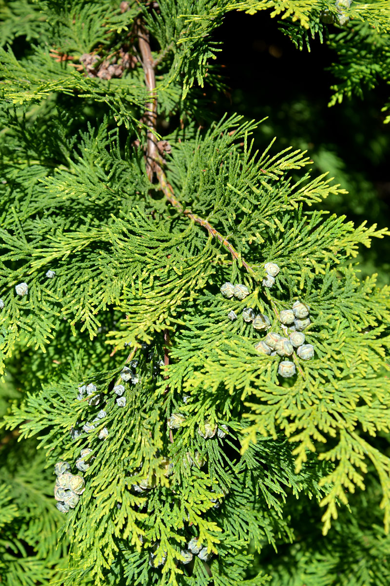 Image of genus Chamaecyparis specimen.
