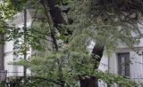 Picea ajanensis. Верхушка ветви. Москва, Аптекарский огород, теневой сад, в культуре. 03.09.2021.