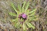 Cirsium esculentum. Цветущее растение. Республика Алтай, Кош-Агачский р-н, плоскогорье Укок, окр. р. Музды-Булак, луг. 4 августа 2020 г.