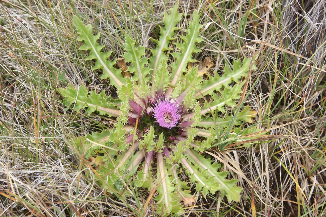 Изображение особи Cirsium esculentum.