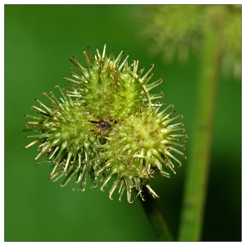 Изображение особи Sanicula europaea.