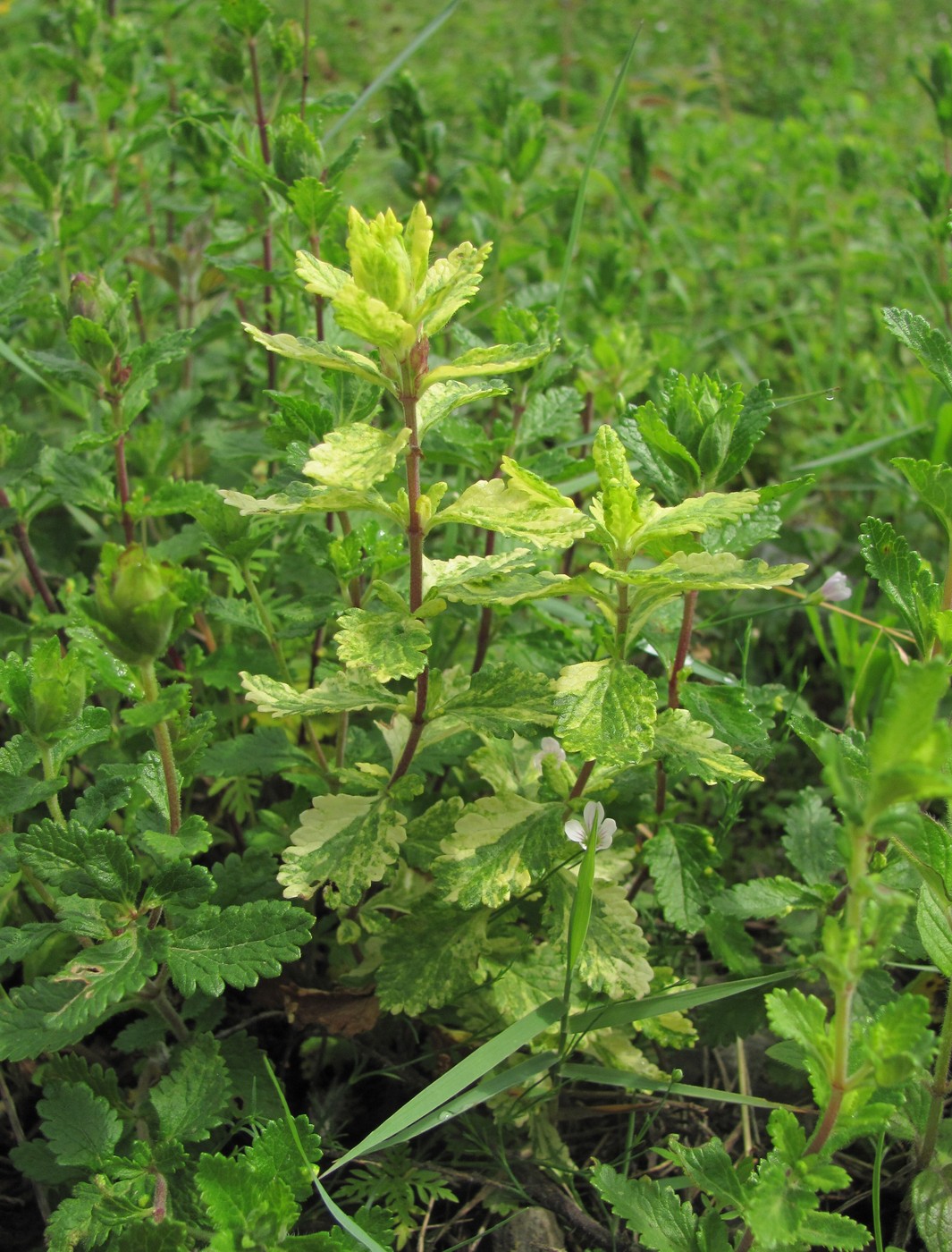 Image of Teucrium chamaedrys specimen.