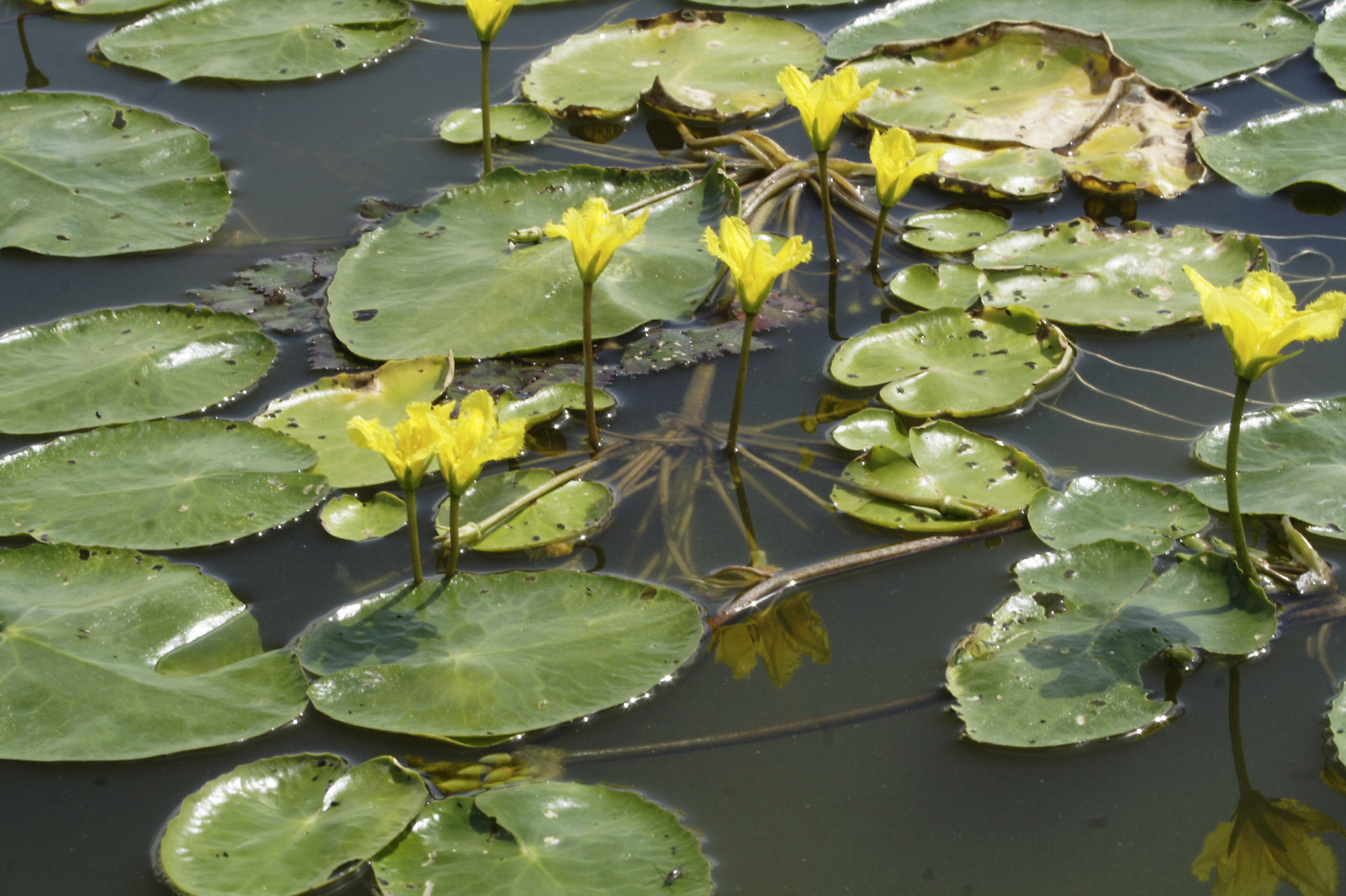 Image of Nymphoides peltata specimen.