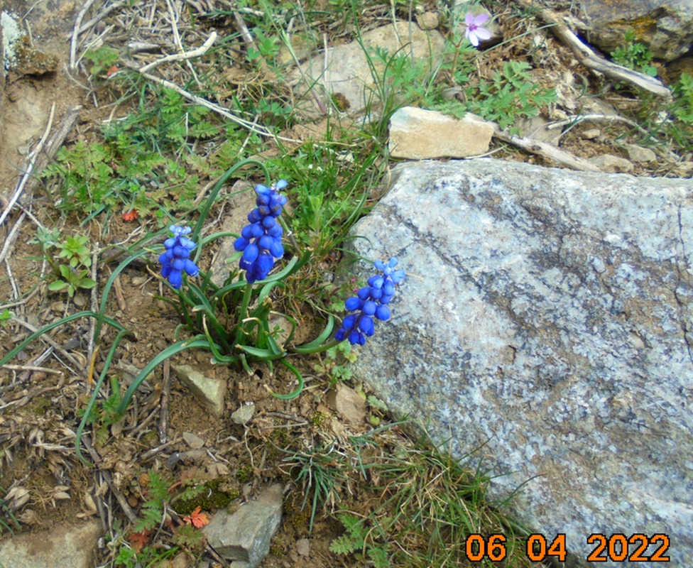 Изображение особи семейство Hyacinthaceae.