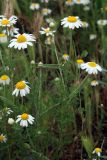 Anthemis ruthenica