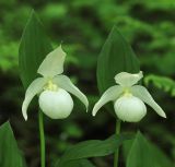 Cypripedium macranthos