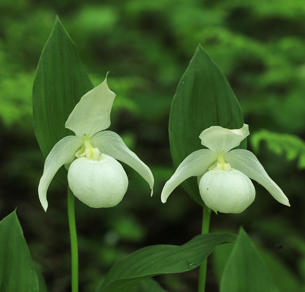 Image of Cypripedium macranthos specimen.