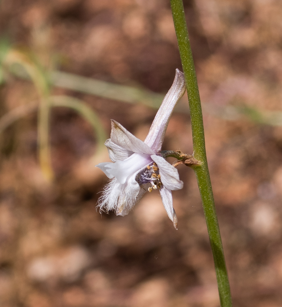 Image of Delphinium ithaburense specimen.