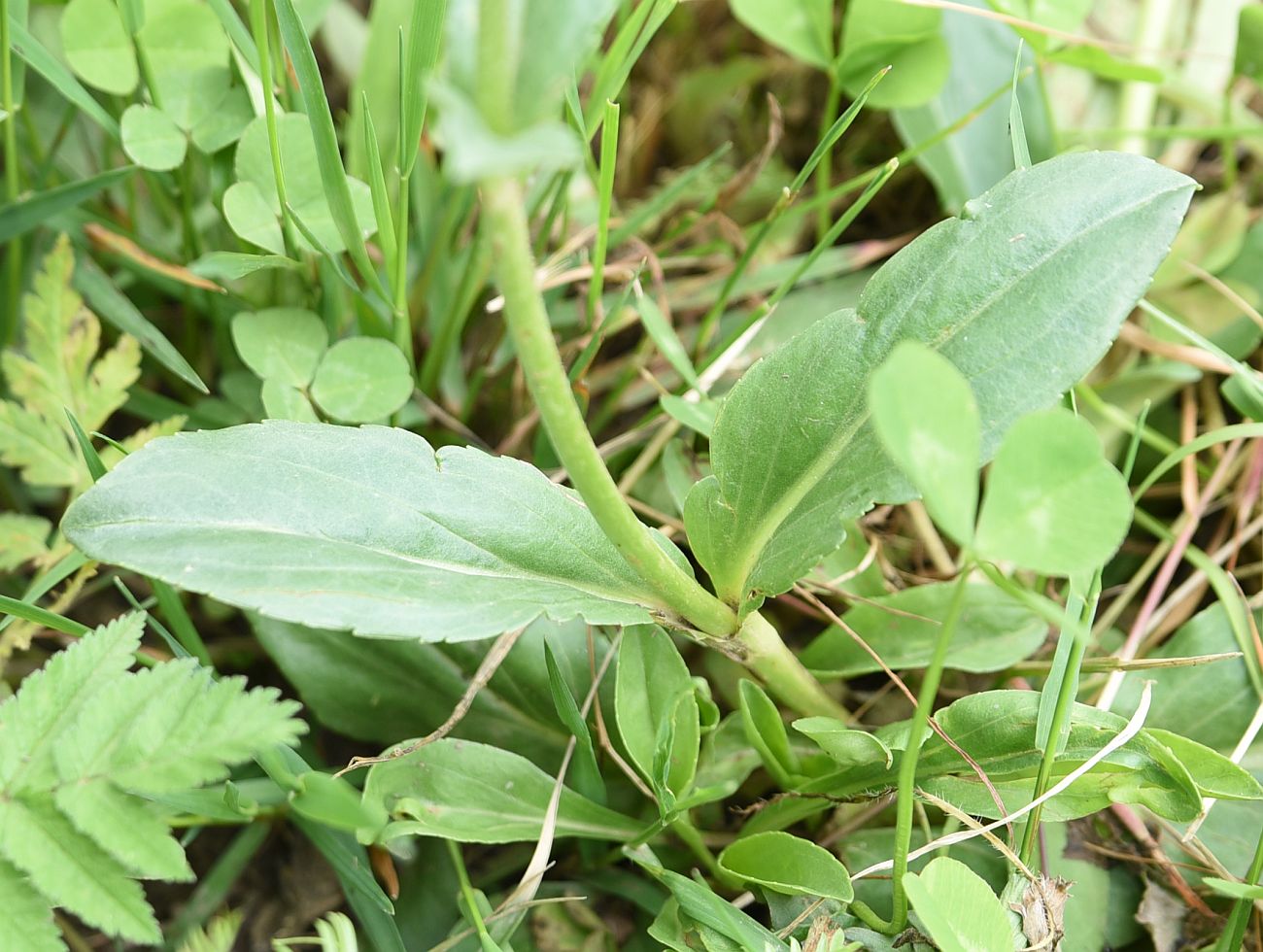 Image of Veronica gentianoides specimen.