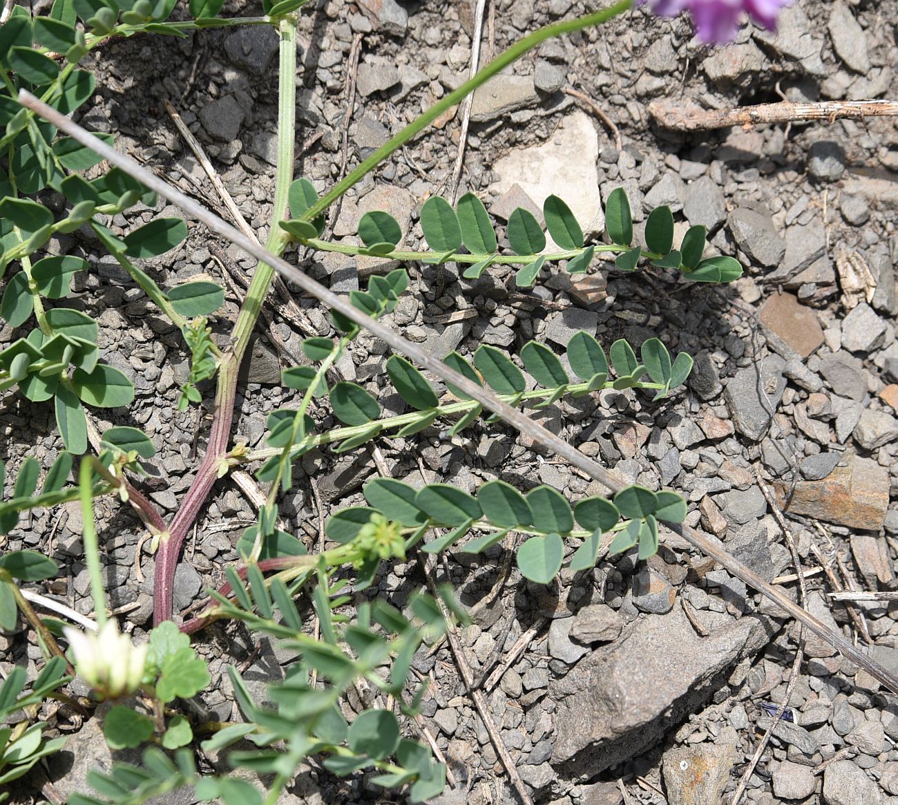 Image of Securigera varia specimen.