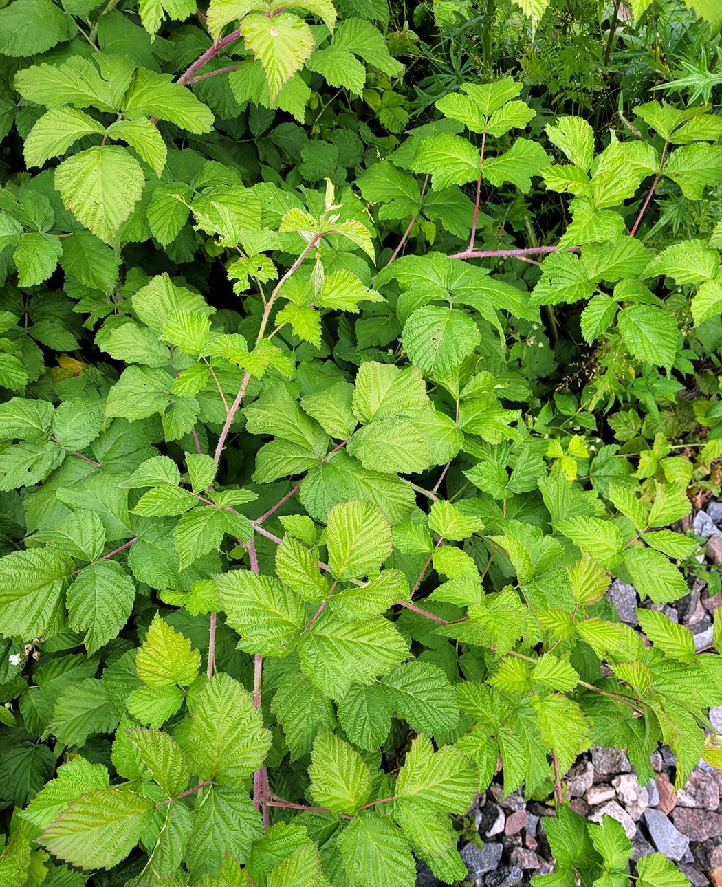 Image of Rubus &times; idaeoides specimen.