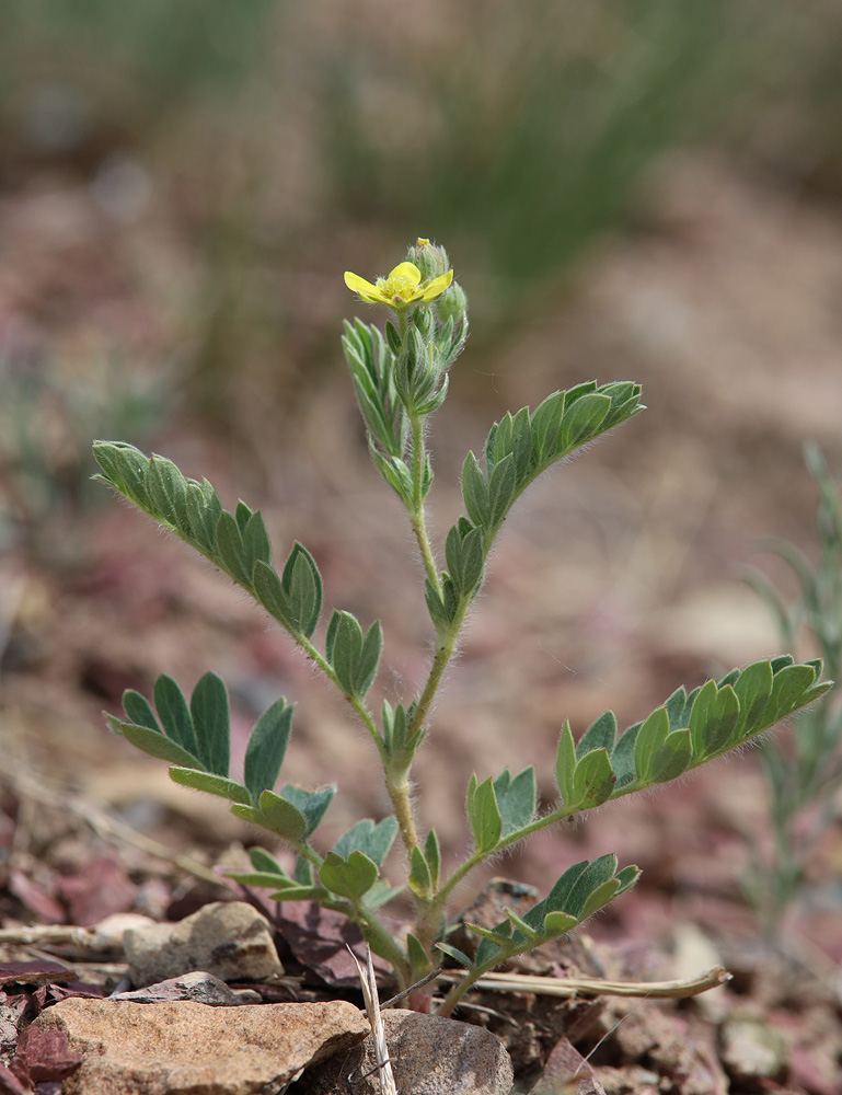 Изображение особи Potentilla bifurca.