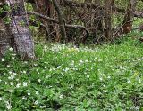 Anemone nemorosa. Цветущие растения. Ленинградская обл., долина р. Сестра выше Ленинского. 20 мая 2007 г.