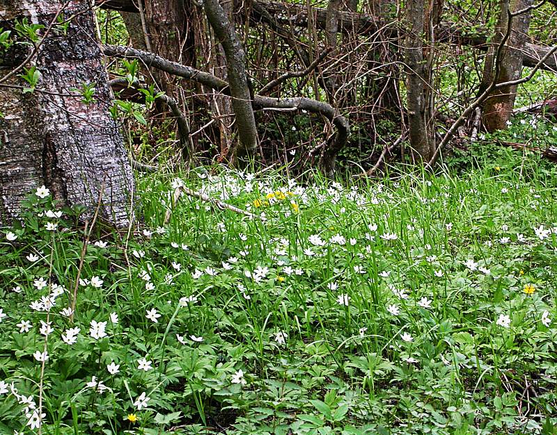 Image of Anemone nemorosa specimen.