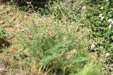 Biebersteinia multifida