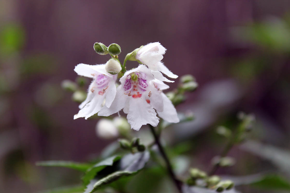 Image of Prostanthera lasianthos specimen.