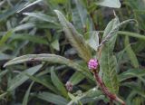 Persicaria amphibia