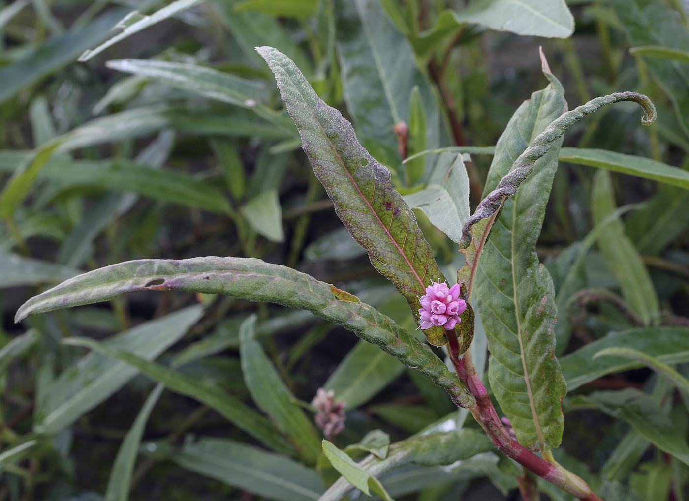 Изображение особи Persicaria amphibia.