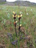 Pedicularis sceptrum-carolinum