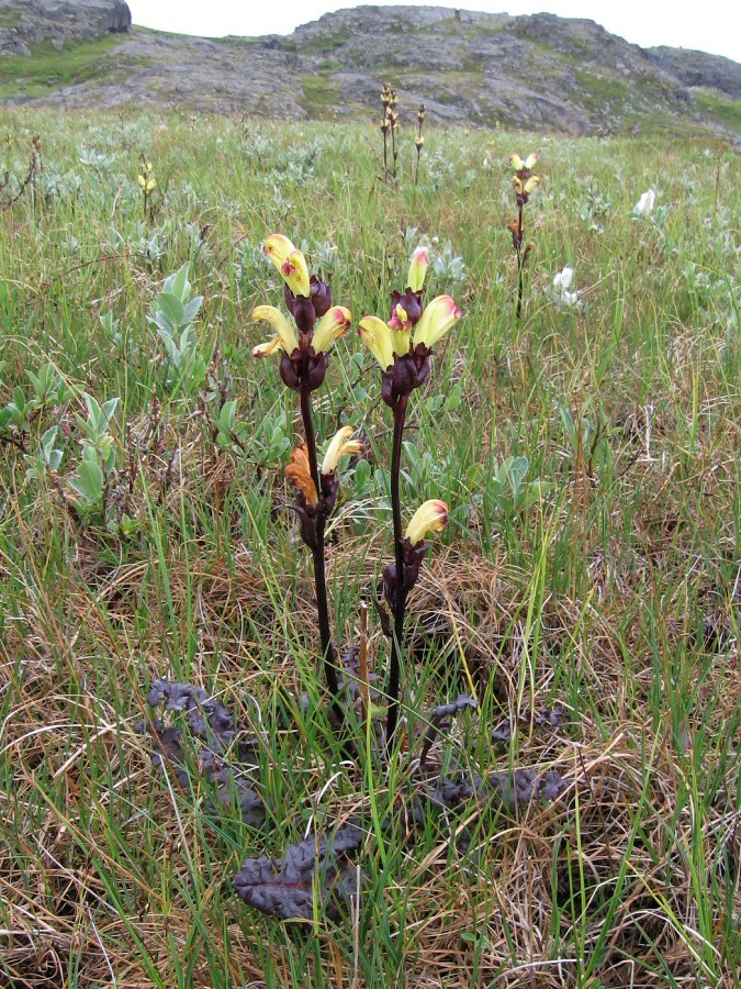 Изображение особи Pedicularis sceptrum-carolinum.