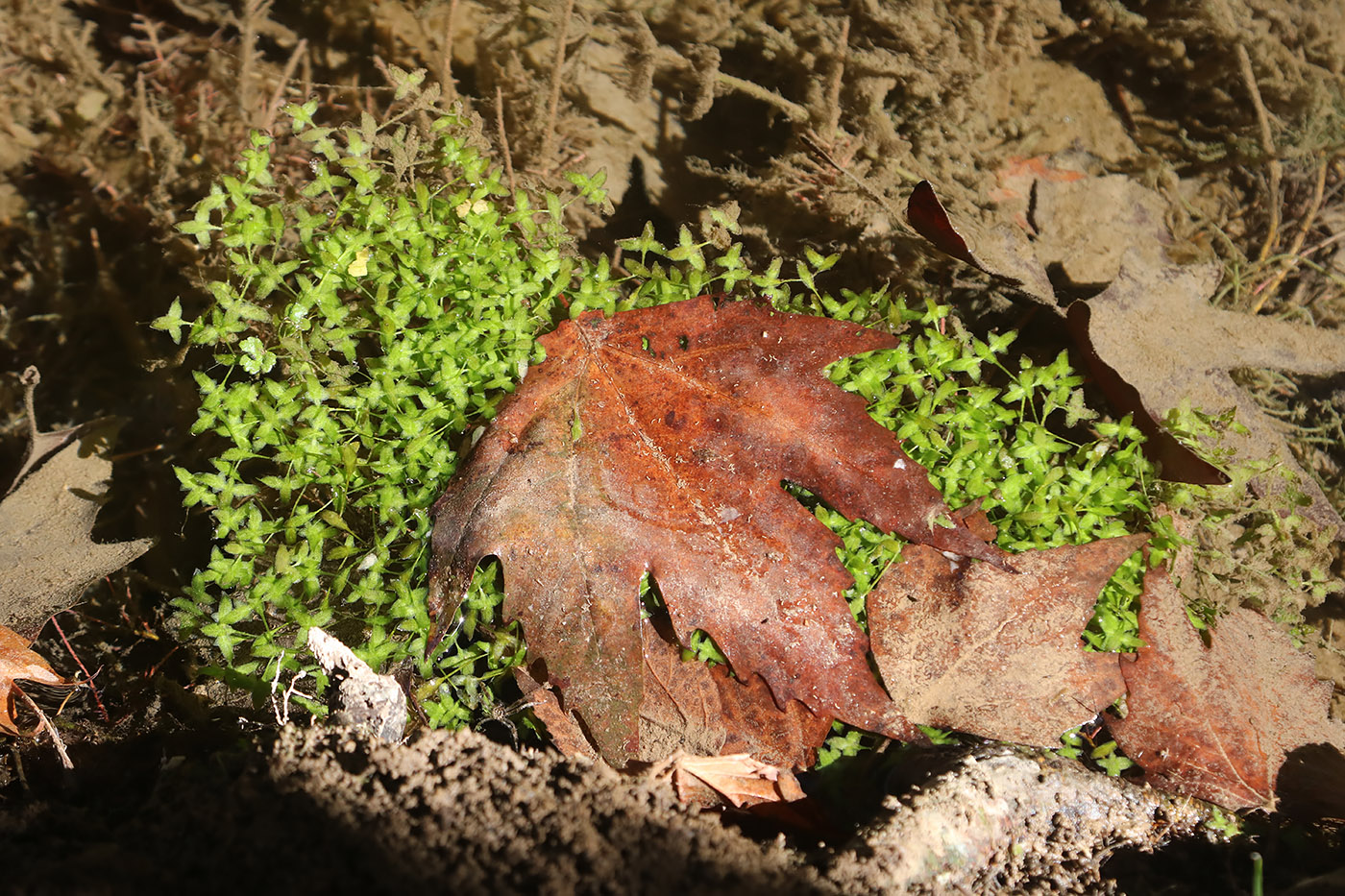 Image of Lemna trisulca specimen.