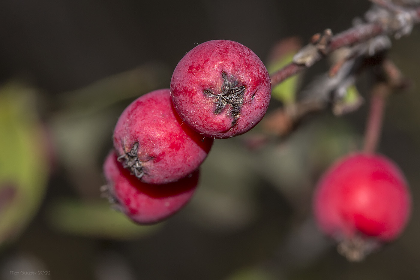 Image of Cotoneaster tauricus specimen.