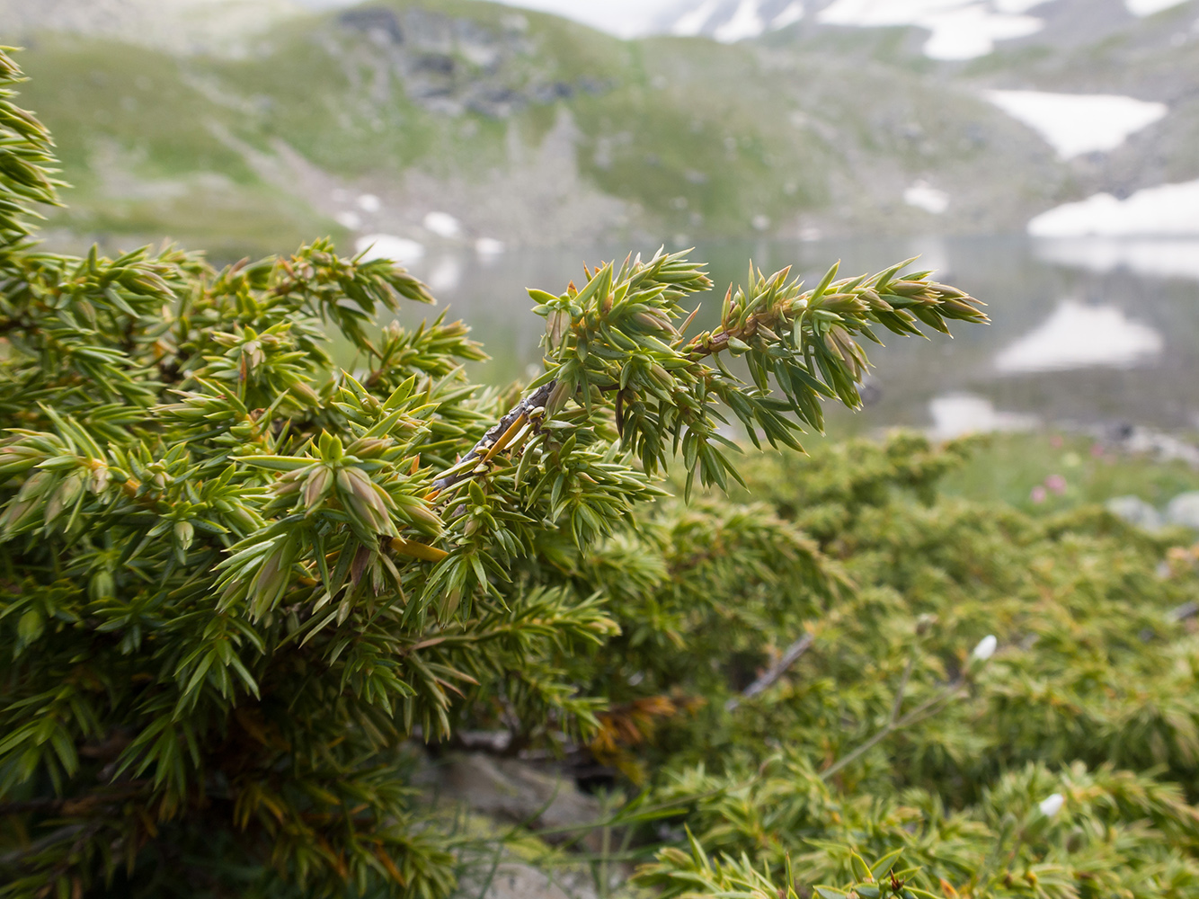 Image of Juniperus hemisphaerica specimen.