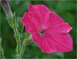 Petunia &times; hybrida