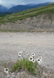 Pyrethrum pulchrum