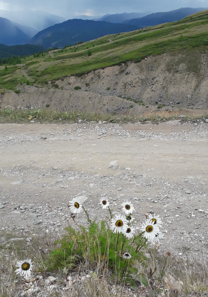Image of Pyrethrum pulchrum specimen.