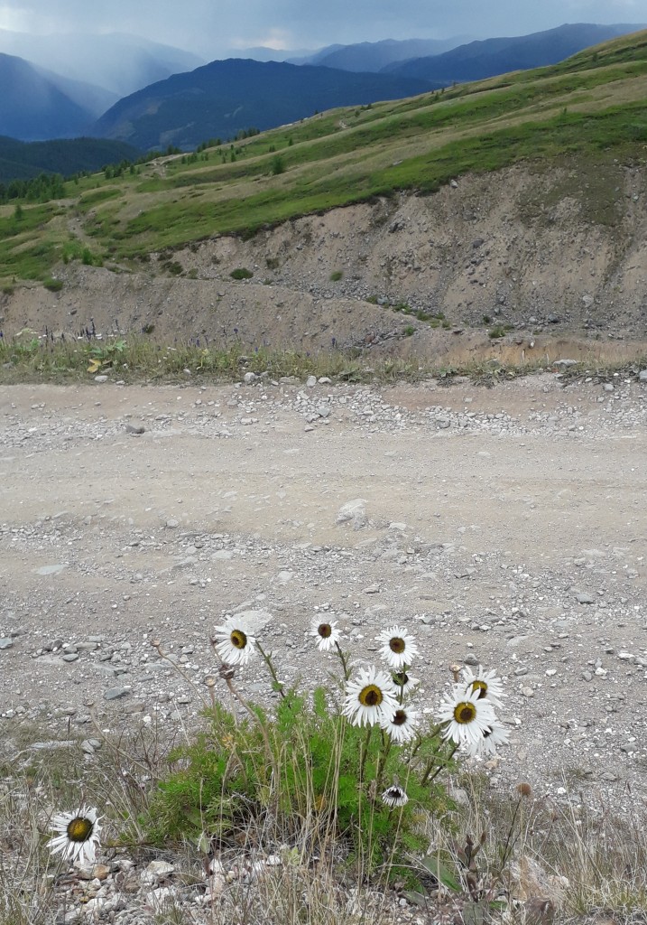 Изображение особи Pyrethrum pulchrum.