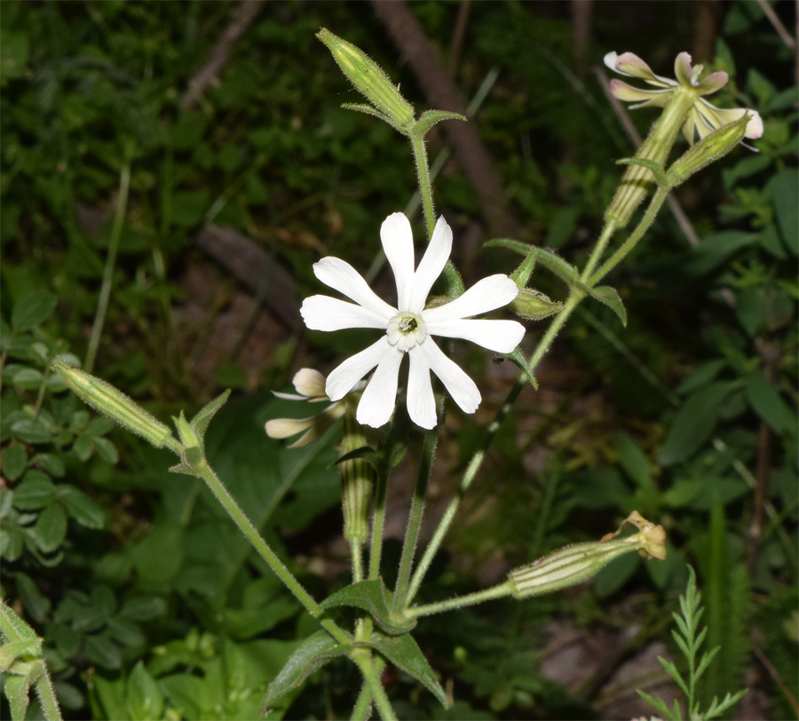 Изображение особи Silene turkestanica.