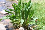 genus Rumex. Растение с развивающимися соцветиями. Казахстан, Алматинская обл., Заилийский Алатау, плато Ассы, ≈2700 м н.у.м., берег горного ручья. 8 июля 2022 г.