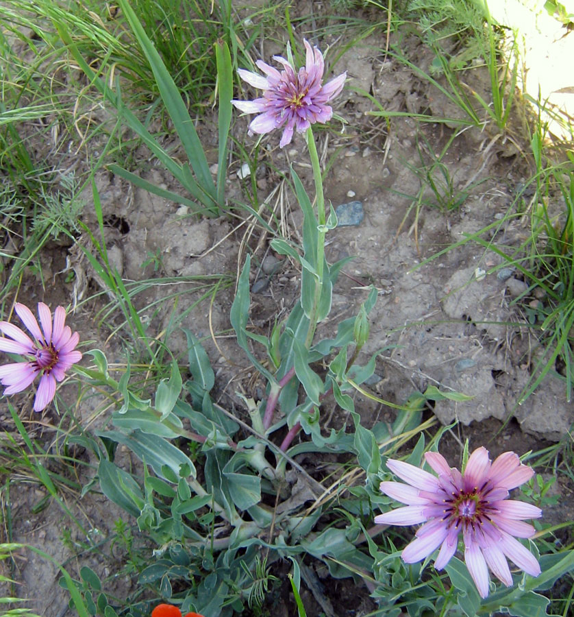 Image of Tragopogon marginifolius specimen.