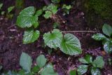 Pachyphragma macrophyllum. Отплодоносившее растение. Республика Адыгея, окр. пос. Каменномостский, левый берег р. Белая, участок между руч. Мезмайский и руч. Большой Руфабго, широколистный лес. 27 июля 2022 г.