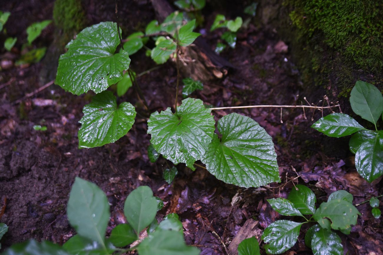 Изображение особи Pachyphragma macrophyllum.