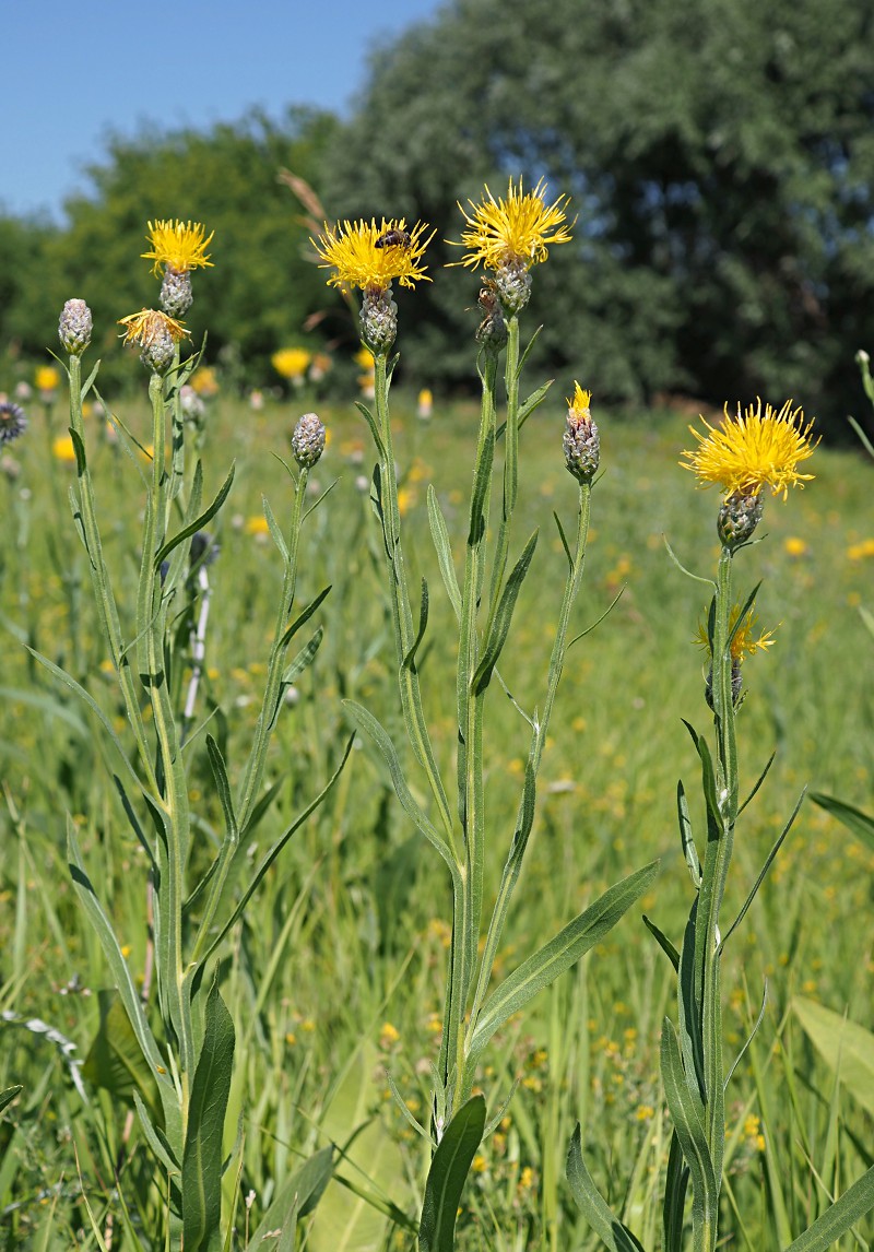 Изображение особи Chartolepis intermedia.