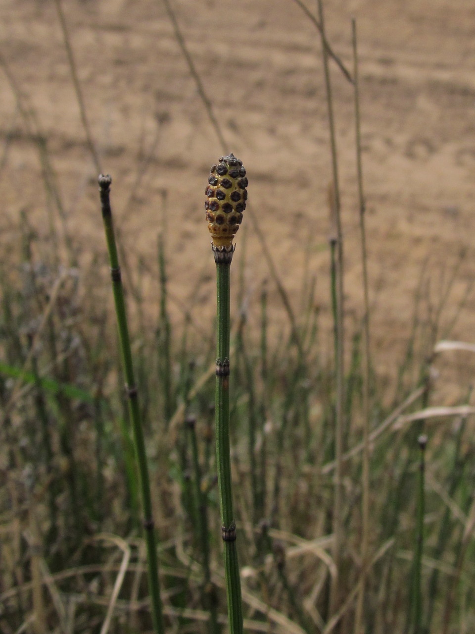 Image of Equisetum hyemale specimen.