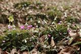 Galanthus rizehensis