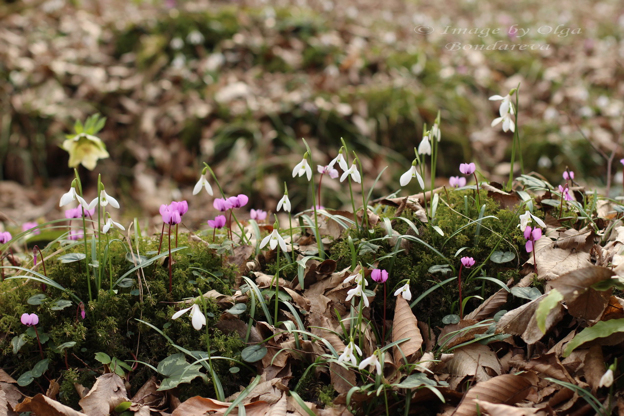 Изображение особи Galanthus rizehensis.