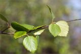 Betula subarctica. Верхушка веточки. Карелия, восточный берег оз. Топозеро, губа Нильмагуба, закустаренный песчаный берег. 26.07.2021.